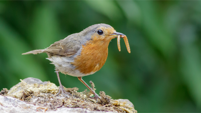Which-birds-like-mealworms-696x364